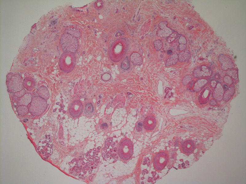 chu kỳ phát triển lông chu kỳ phát triển lông